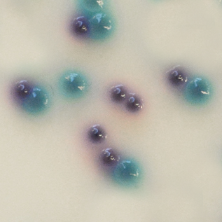 CHROMagar Pseudomonas CHROMagar Pseudomonas