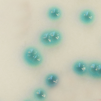 CHROMagar Pseudomonas CHROMagar Pseudomonas