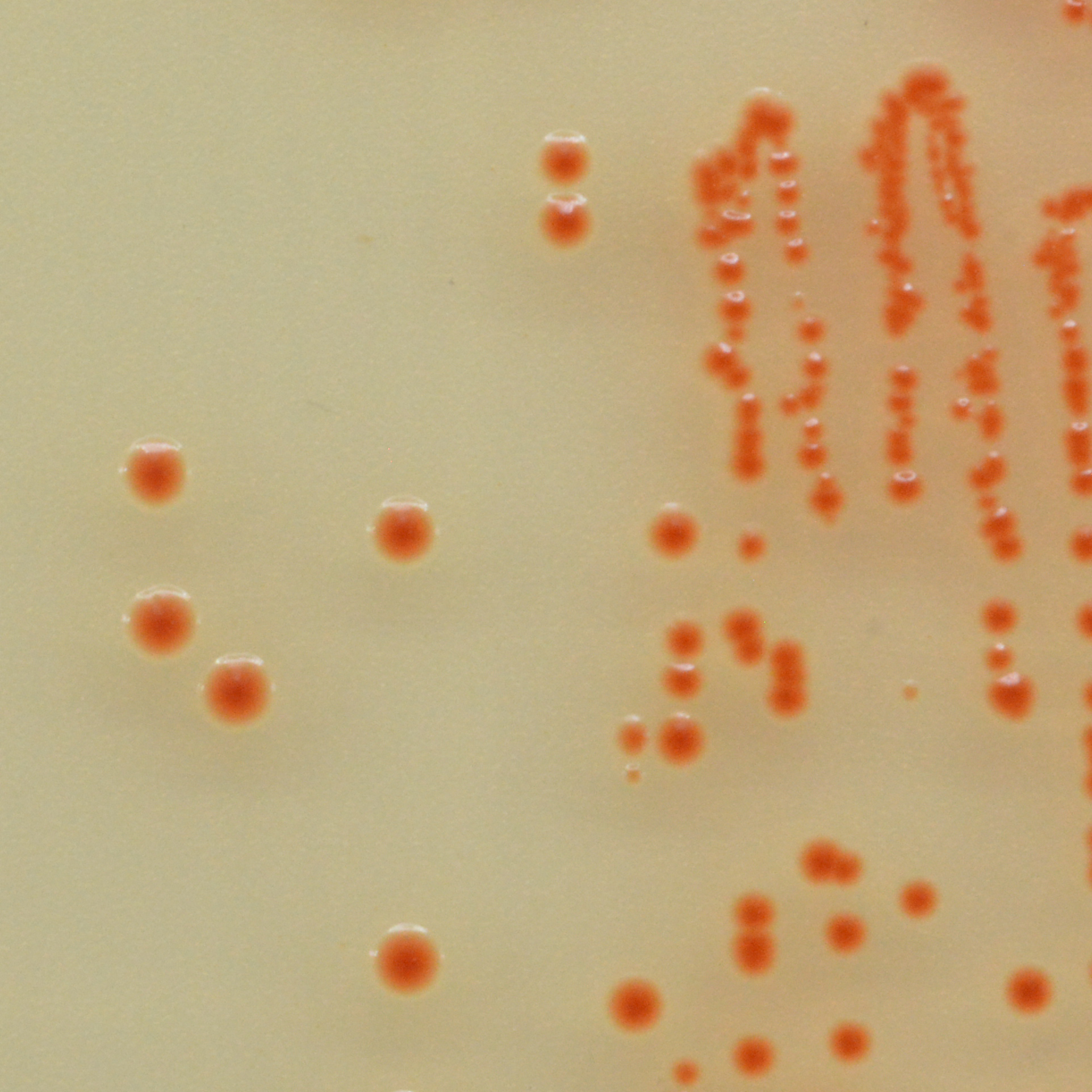 streptococcus pneumoniae colony morphology