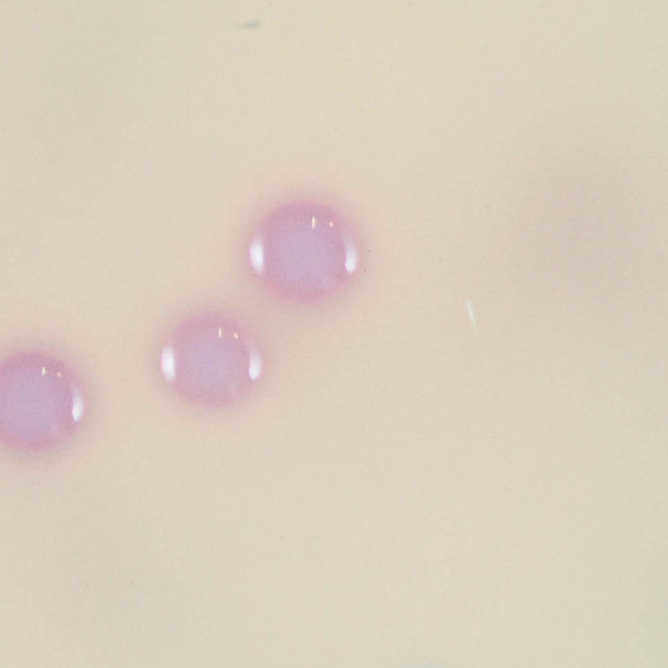 enterococcus
