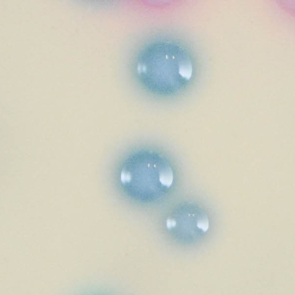 suberis